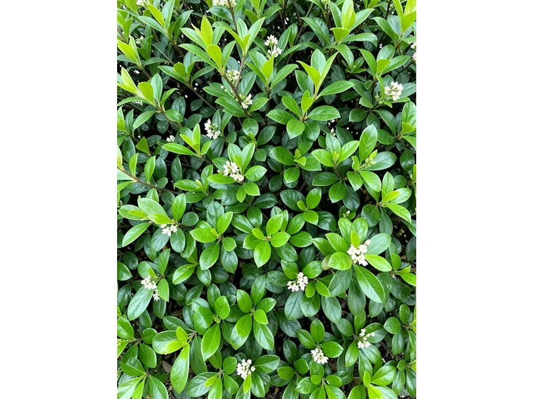 prunus laurocerasus otto lukyen