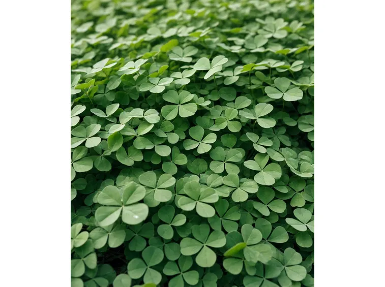 trifolium repens