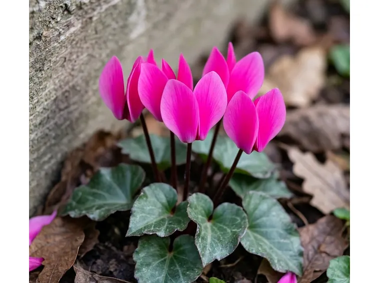 cyclamen coum