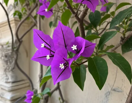 bougainville
