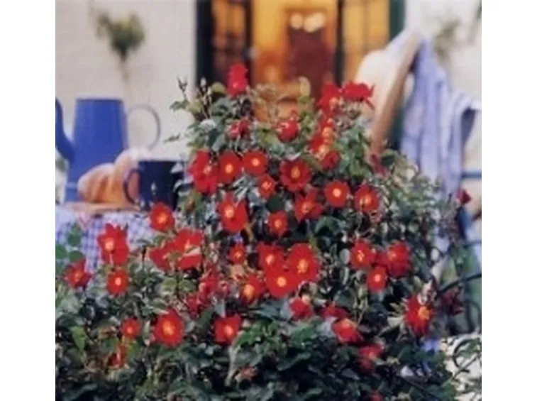 rosa alcantara