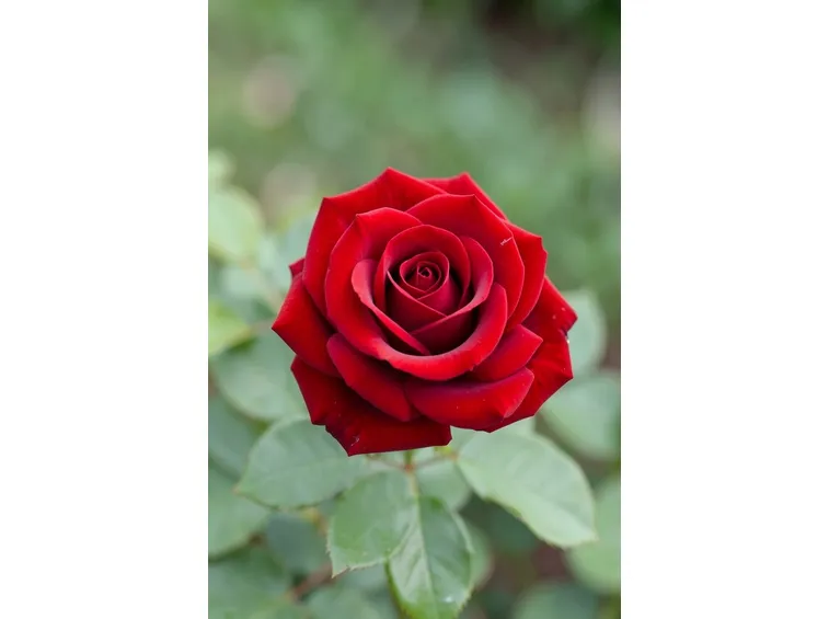 rosa braitwhaite