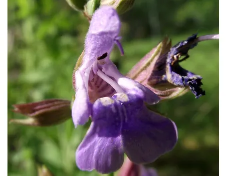 salvia chamedrioides
