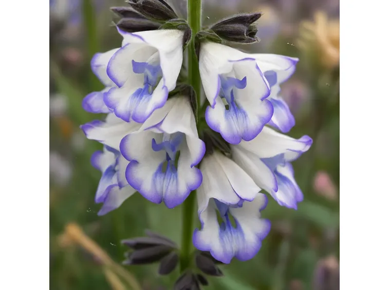 Salvia sclarea
