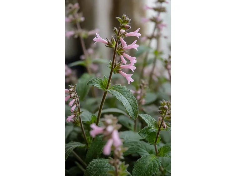 salvia dorisiana