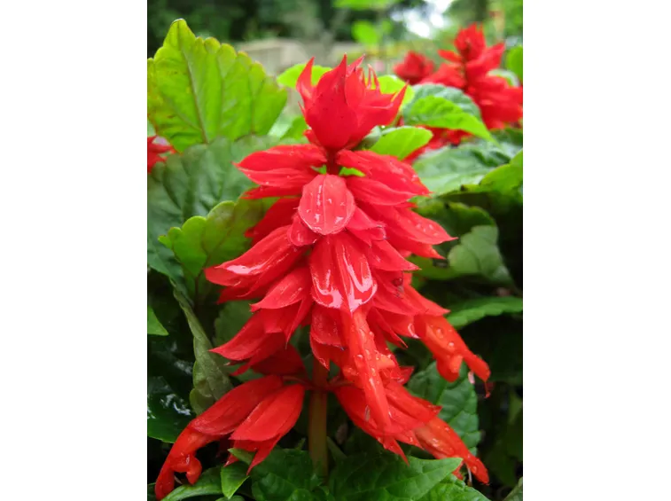 Salvia splendens