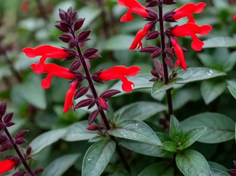 Salvia coccinea