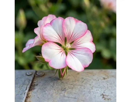 pelargonium grandiflorum