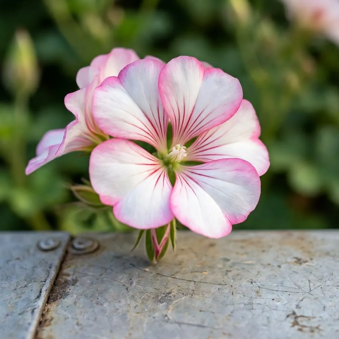 pelargonium grandiflorum