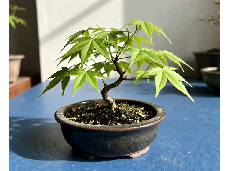 bonsai