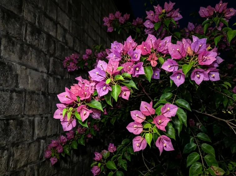 fiori