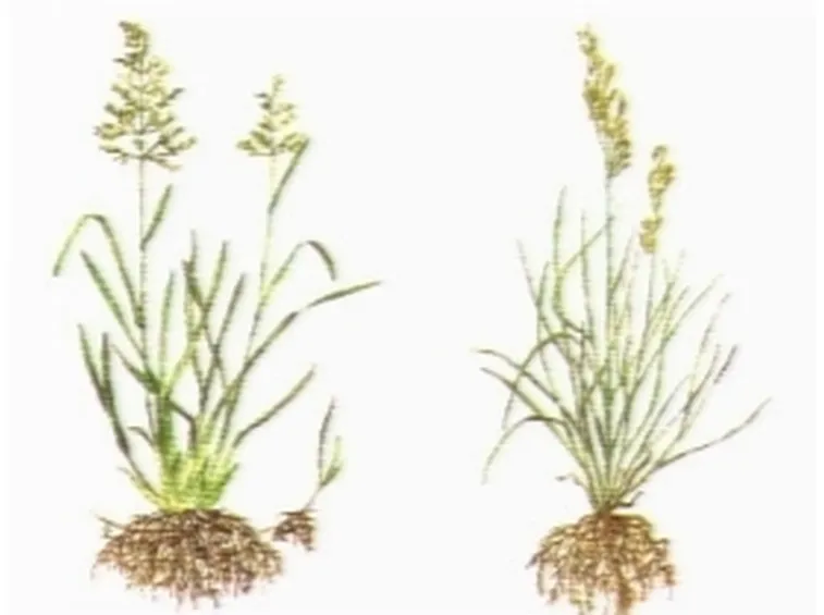 varieta erba