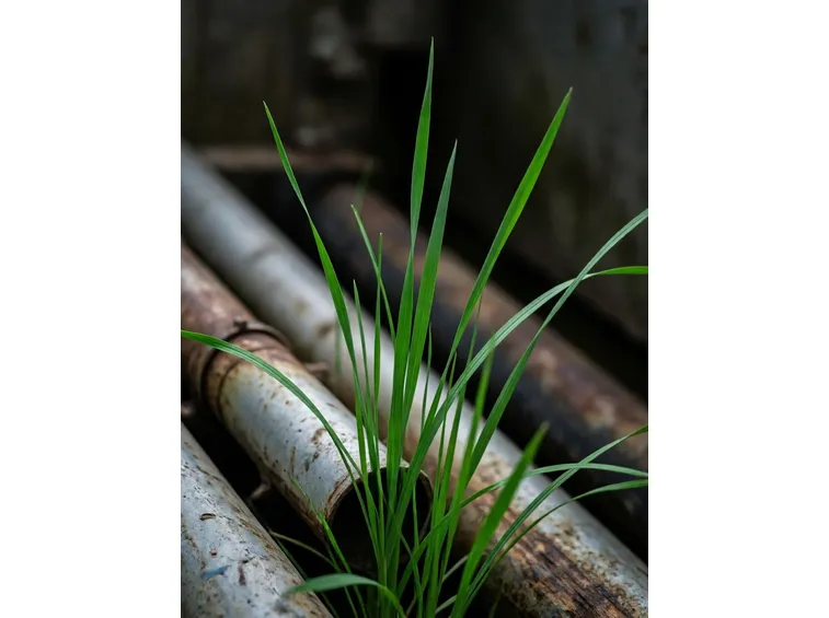 agrostide