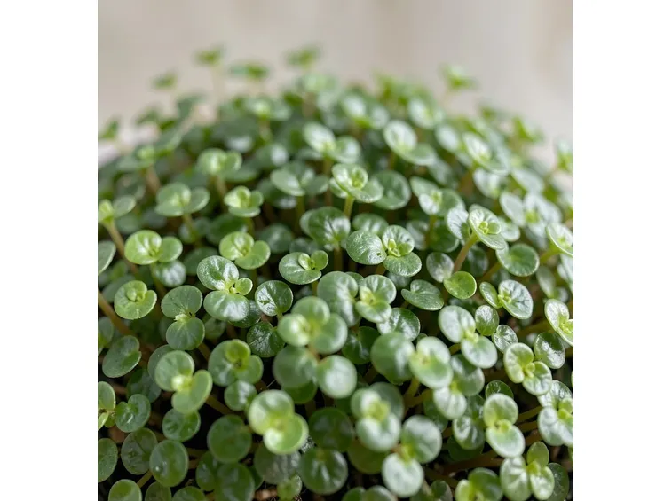 dichondra