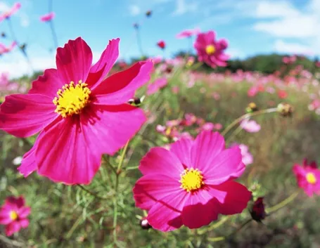 fiori
