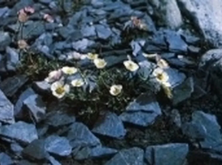 fiori