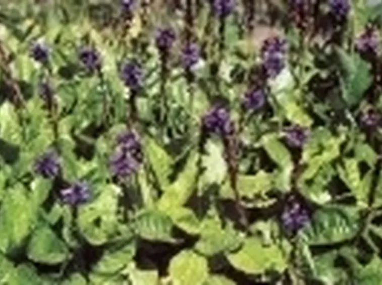 fiori
