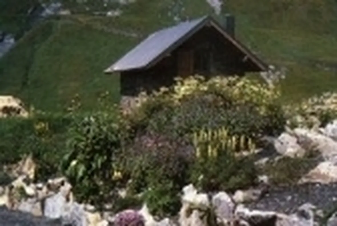 Alpino Chanousia