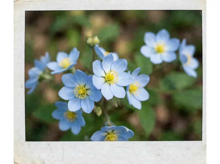 fiori