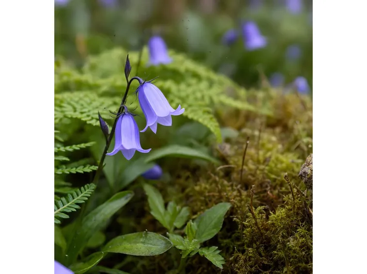 fiori viola