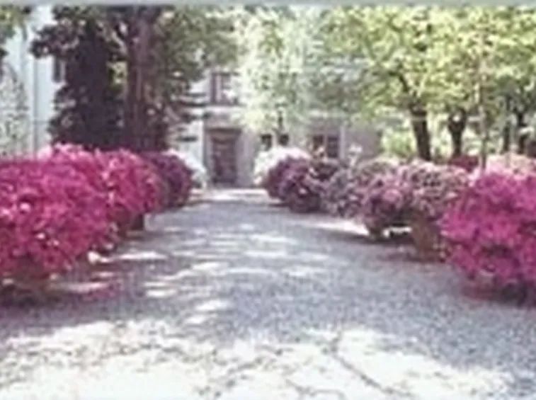 piante