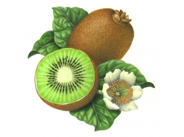 Descrizione kiwi