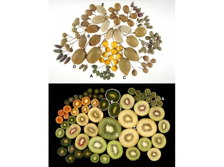 Varietà kiwi