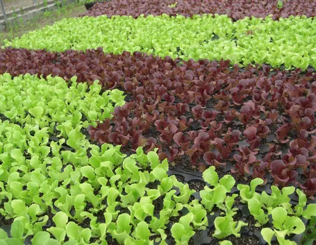 coltivare insalata