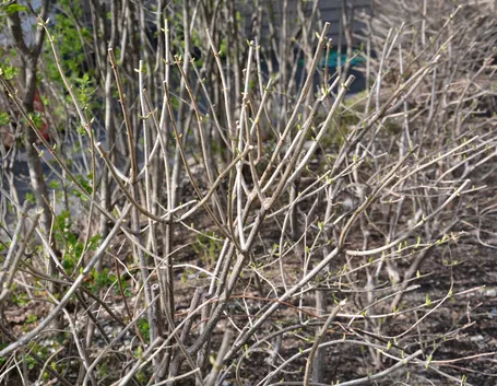 potatura ortensie