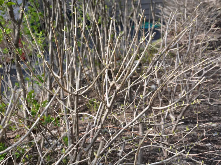 potatura ortensie