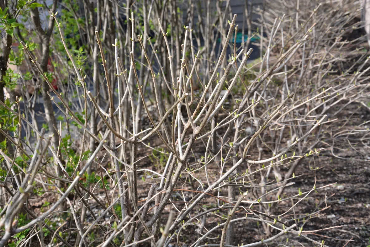 potatura ortensie