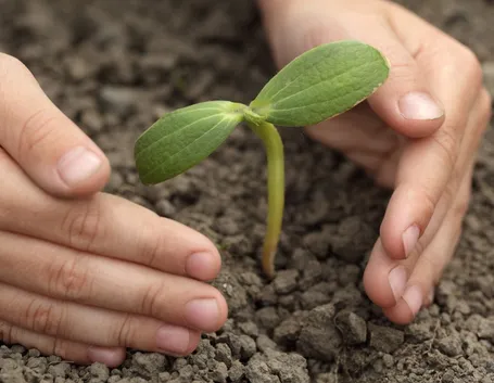 Come piantare gli alberi