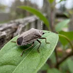 Riconoscere la cimice asiatica e il suo arrivo