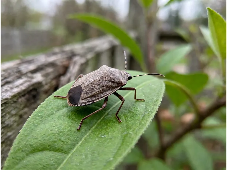 Riconoscere la cimice asiatica e il suo arrivo