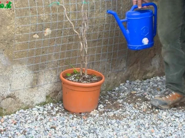 Scelta piante per verde verticale