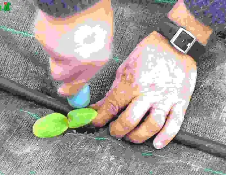 Impianto di irrigazione orto