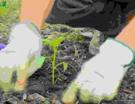 Introduzione alla coltivazione dell'orto