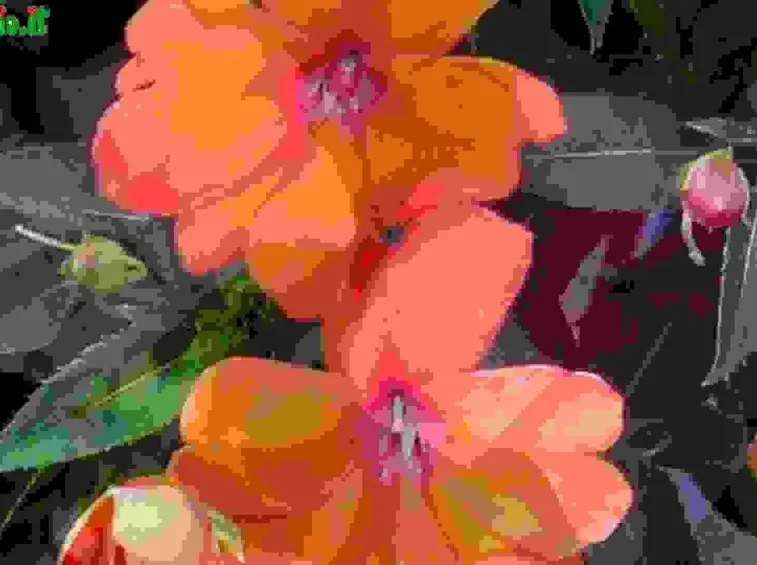 annuali copriterra