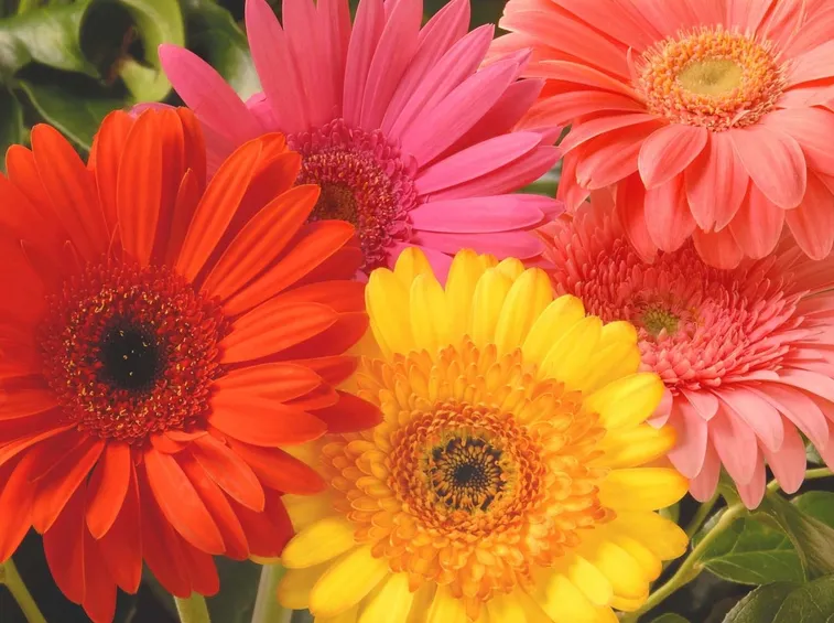 Gerbera