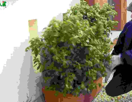 Rinvasare una pianta