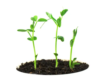 Tecniche di riproduzione