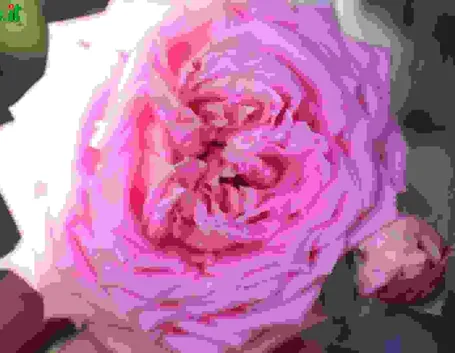 Rose cinesi
