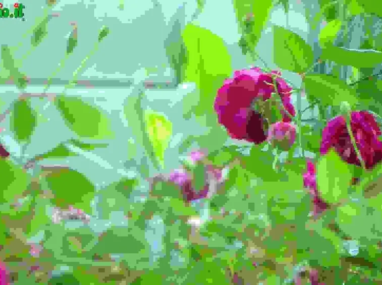 Rose Tappezzanti
