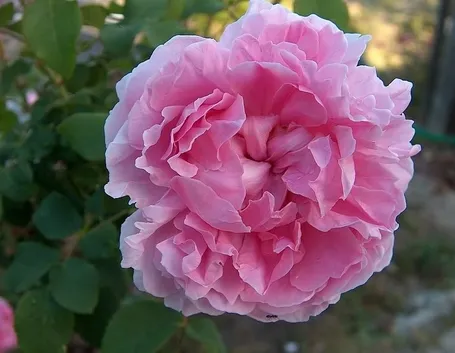 Tipologie di rose antiche