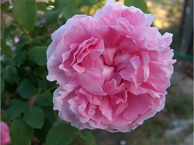 Tipologie di rose antiche