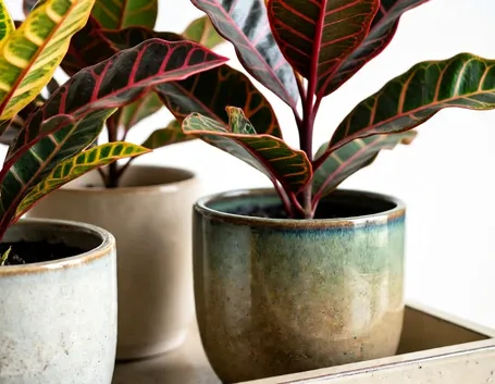 croton