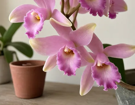 foto cymbidium