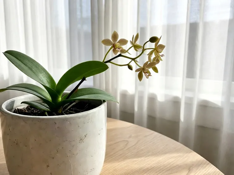 foto dendrobium