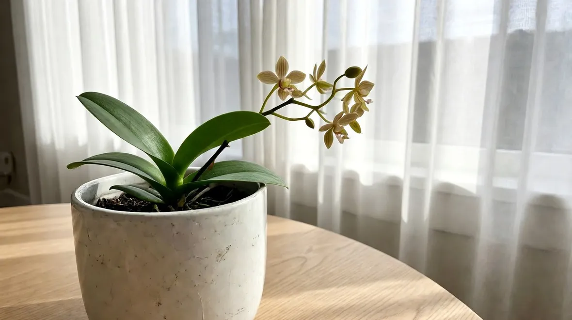 foto dendrobium