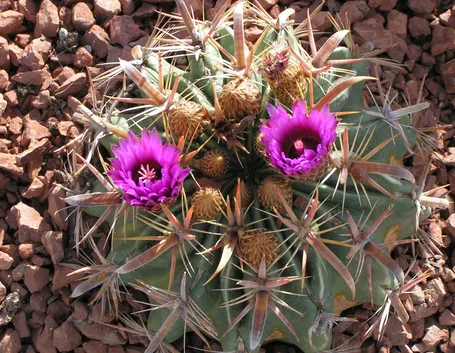 ferocactus